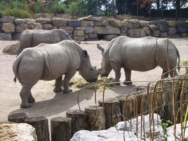 parc pairi daiza 722398photospairidaiza23072015081