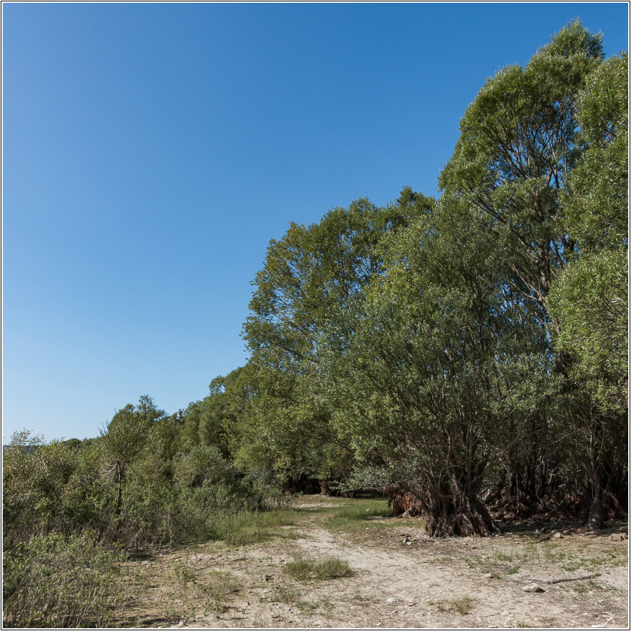 La "mangrove" du Lac 724626LR6DSC04678