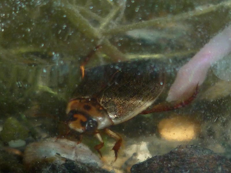 des coquinous des fosses  en eau  725757P1050916