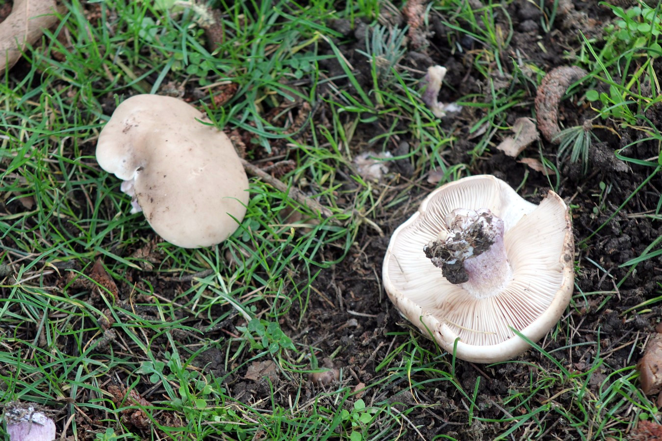 [fil ouvert] les champignons - Page 8 726422921