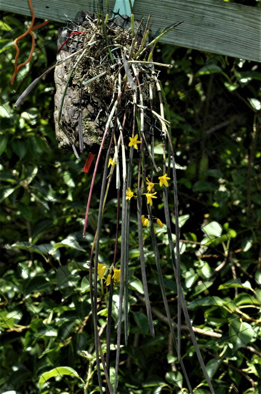 Octomeria juncifolia 728297Octomeriajuncifolia1