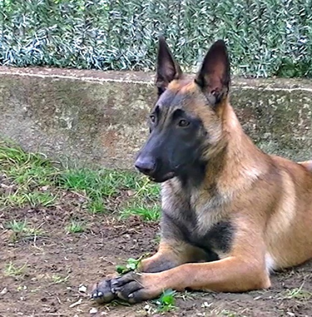 Un trio de malinois !  - Page 5 730755vlcsnap2012101012h18m04s5