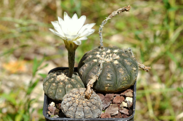 GYMNOCALYCIUM !!! - Page 5 731480stellatum120717002