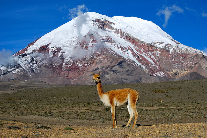 Animaux - Espèces menacées -La panthère nébuleuse +Le Kagou huppé+ autres 732377800pxVicuaChimborazoEcuador