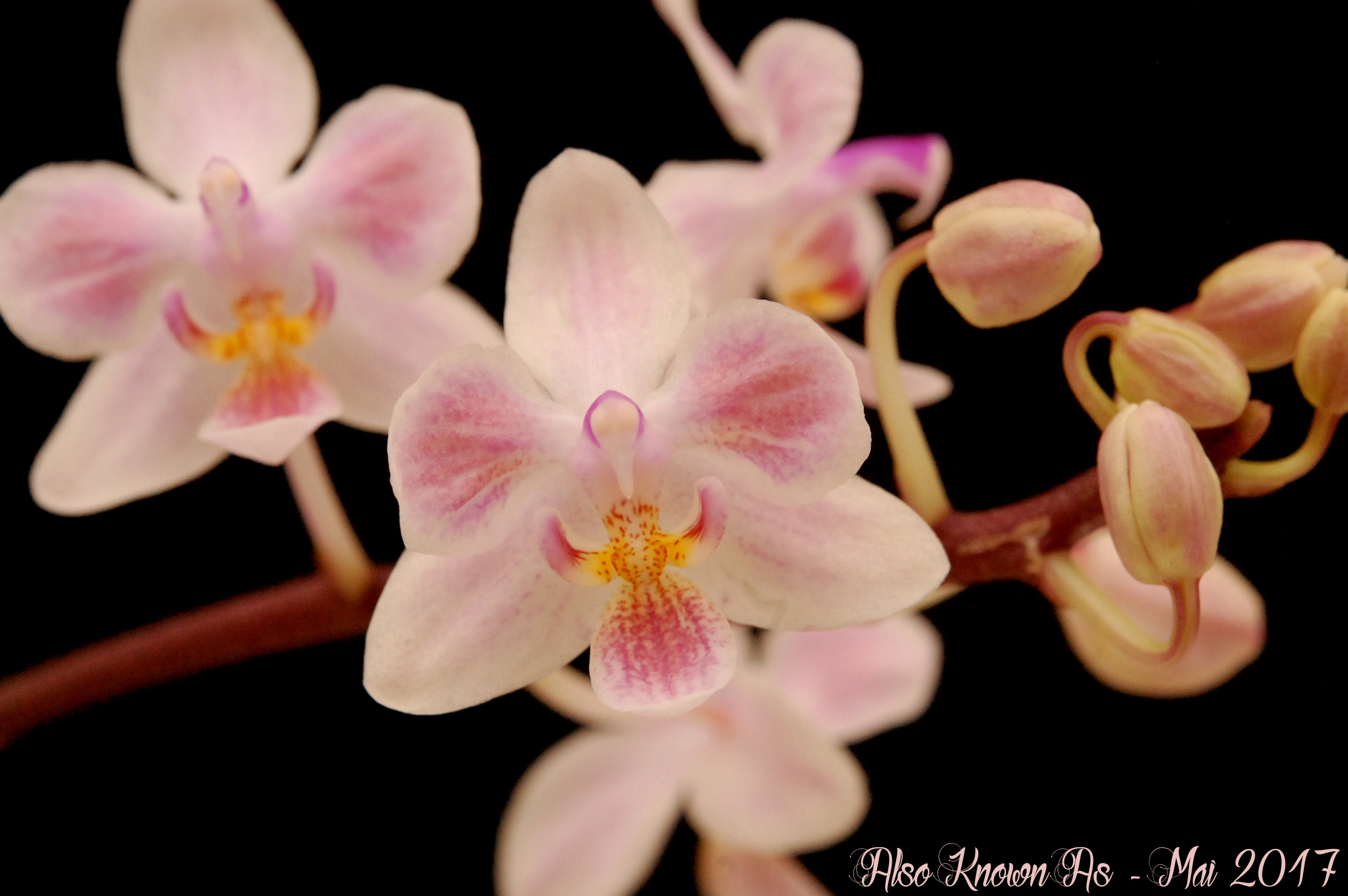 Phalaenopsis Silbergrube (celebensis x equestris) 734697silbergrube2