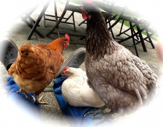 Portier bred fait et chicken gard - Portier Breed safe et Chickenguard - Page 2 735120IMG3642