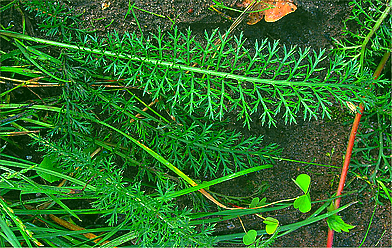 Planches Annotées des Plantes Utiles aux chevaux. - Page 17 735457achmil