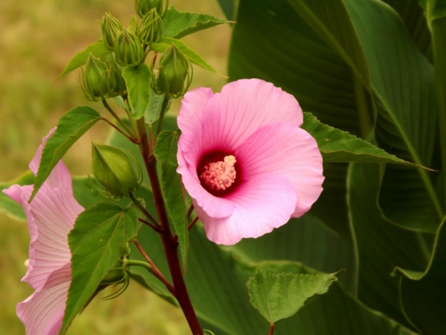 hibiscus - Hibiscus des marais rustiques - sujet général - Page 2 736212DSCF38881024x768