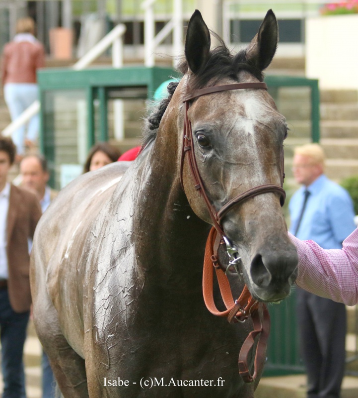 Photos Auteuil 23&27 juin 2016 - Page 2 7375745J6A4467