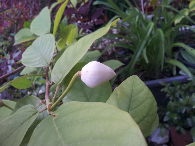 magnolia sieboldii 73978020170512191821