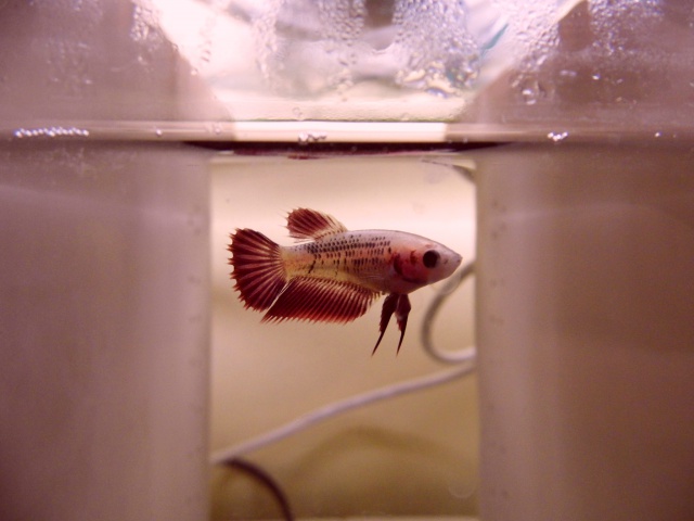 Betta splendens crowntail cambodge 739825DSCI0199