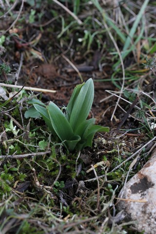 Alsace: rosettes de decembre 2012 740279setg