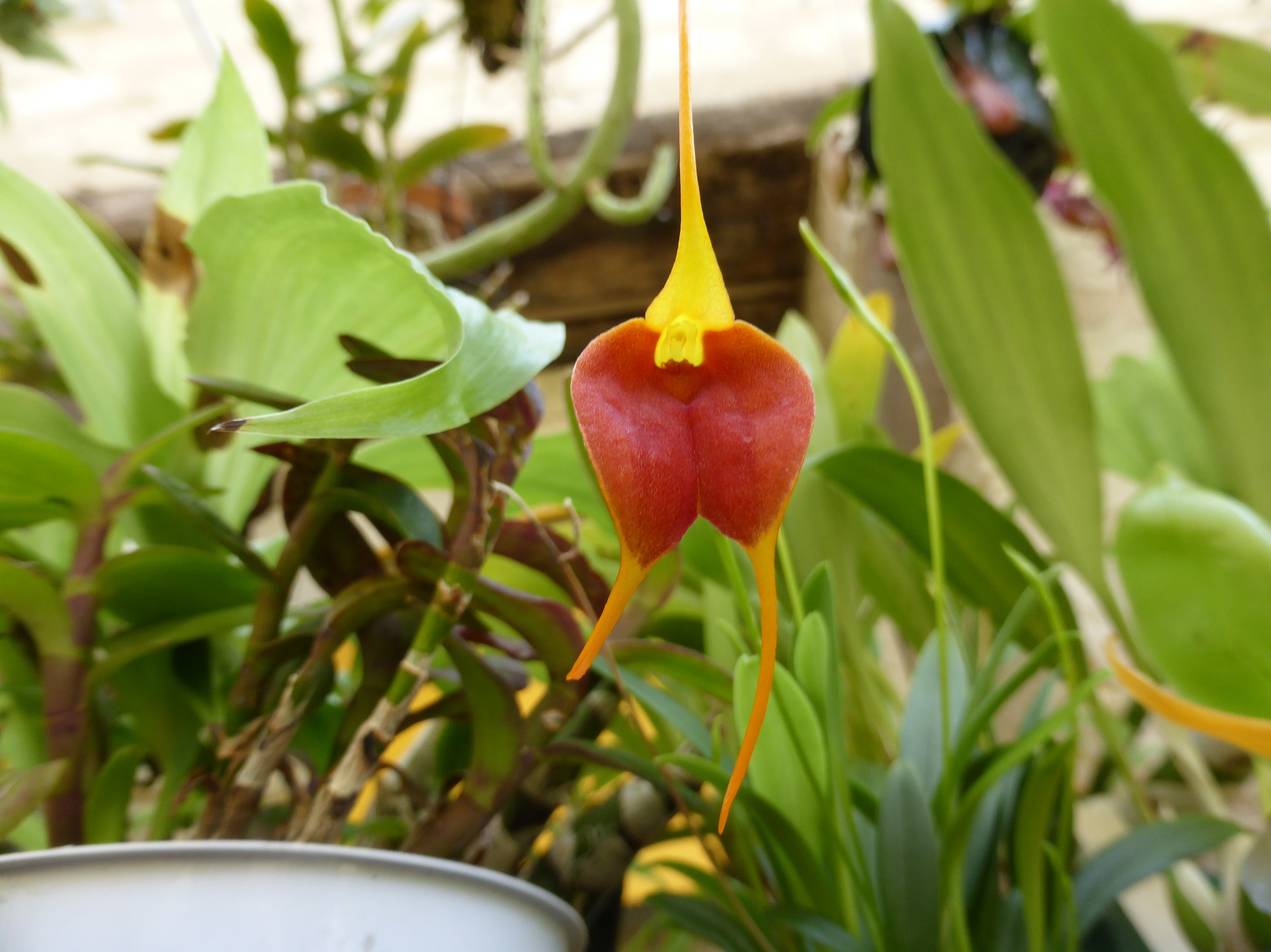 masdevallia hybride 74044481dz