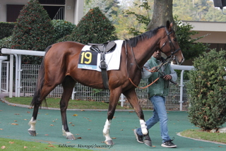 Prix Lutteur III 2016 ( St., L., Auteuil) 27-03 : Kelthomas 741899Kelthomas