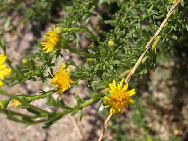 plante de bord de mer ... Inula crithmoides... 742409P7259552