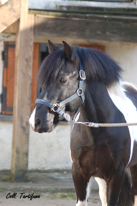 Elevage de Javot - poneys"A" et D'Acteon -  Chevaux de Sport ....... 742493Jo2