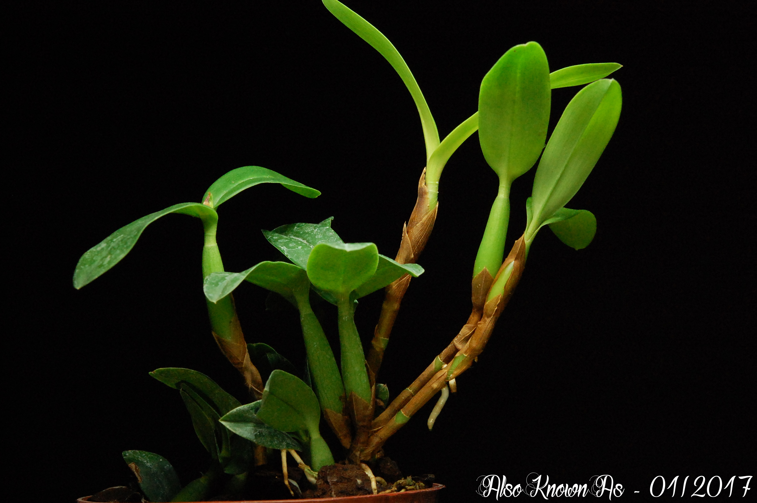 Prosthechea pygmaea 744002pygmaea