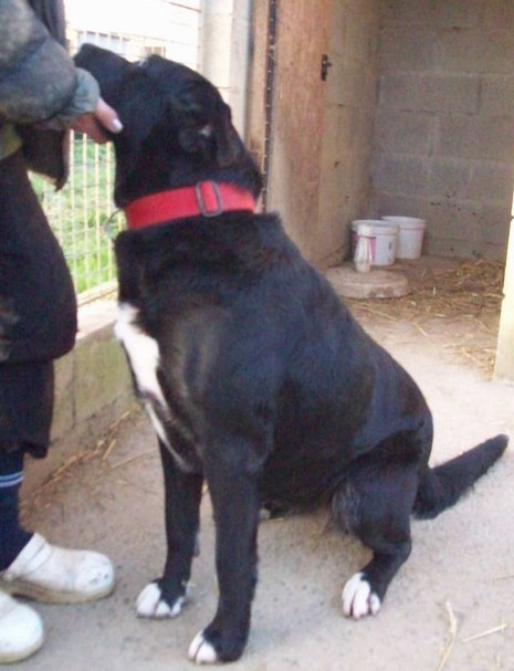 ATCHOUM 13 ANS X LABRADOR/BEAUCERON SPA LA CHAPELLE D'ANDAINE 61  744645atch4