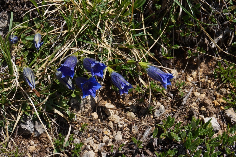 Pas de carni mais de jolies plantes alpines  745853DSC03436