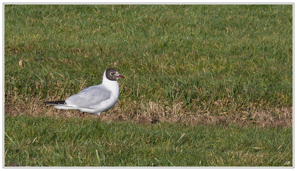 Chatel(a)ins 746882LR53P1120365