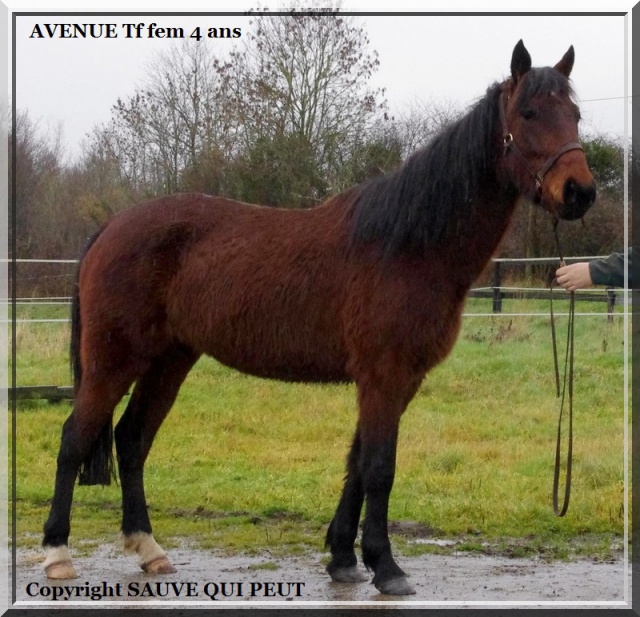 [PLACEE LORENE] AVENUE Je me baladais sur l'avenue, le coeur ouvert..... 746975AVENUE1