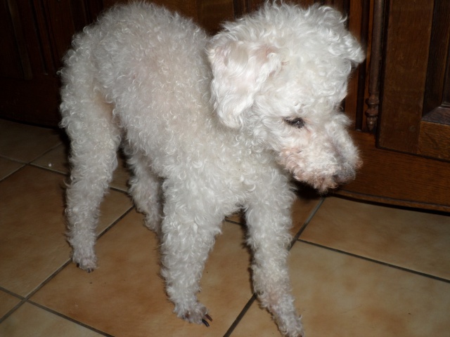 SKIPY CANICHE BLANC MALE 11 ANS - ADOPTE  - Page 4 747931SAM3479