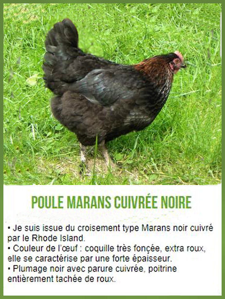 Mes Poulettes suite 1 748689marrans