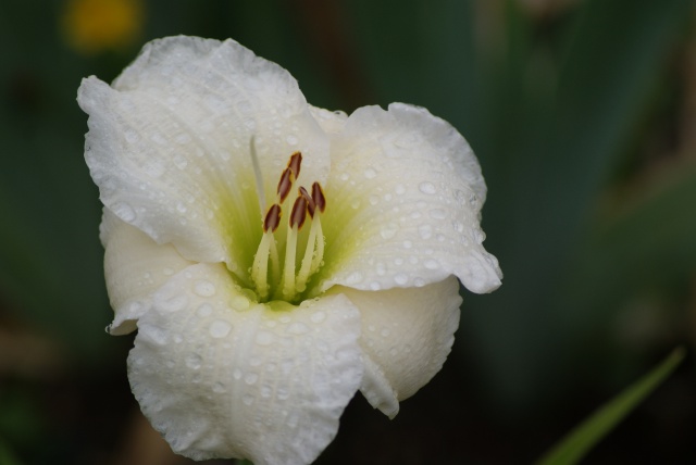 Hemerocallis - des variétés - Page 7 748718039