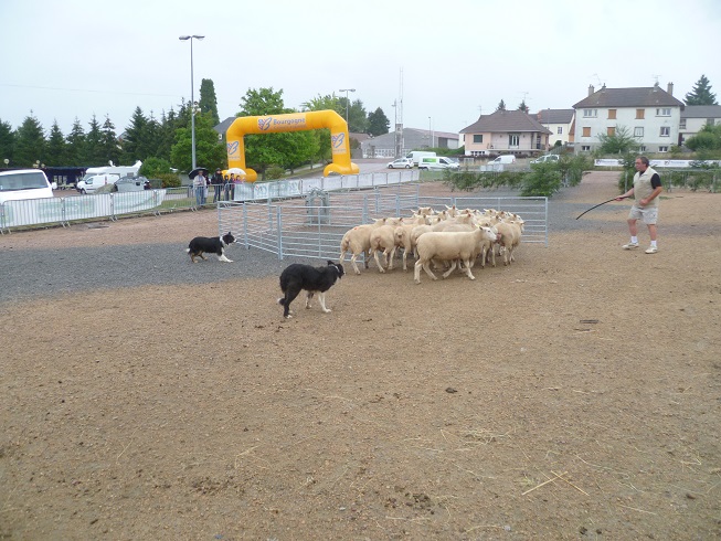 Fête du charolais au "Sauillieu" Saulieu 7487362echien