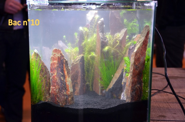 Concours d'aquascaping chez Le Lann le 10 et 11 novembre - Page 3 748784MAT5363