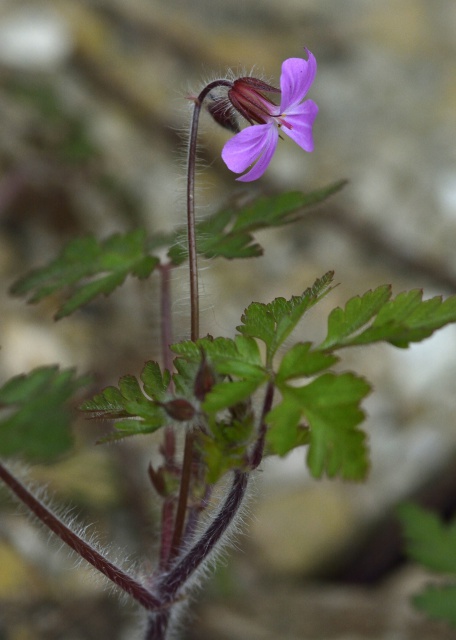 Geranium robertianum [identification] 748974fleurrose2