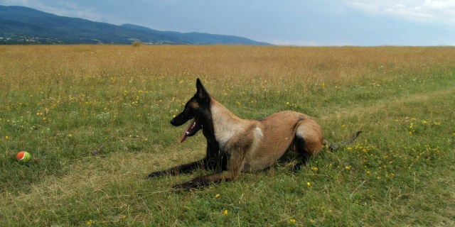 Un trio de malinois !  - Page 13 750851kl004