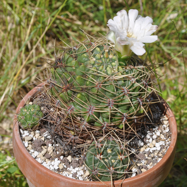 GYMNOCALYCIUM !!! - Page 5 750863monvillei120709001