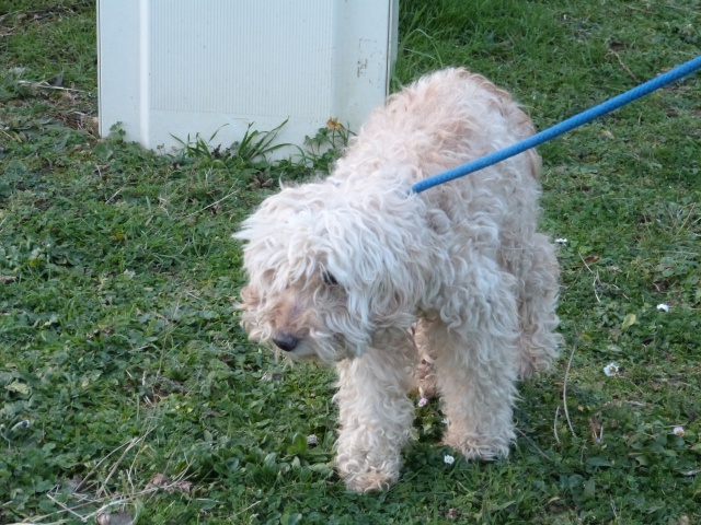 MARIUS - x caniche/bichon 13 ans - Spa e Poitiers (86) 751503105fMarius