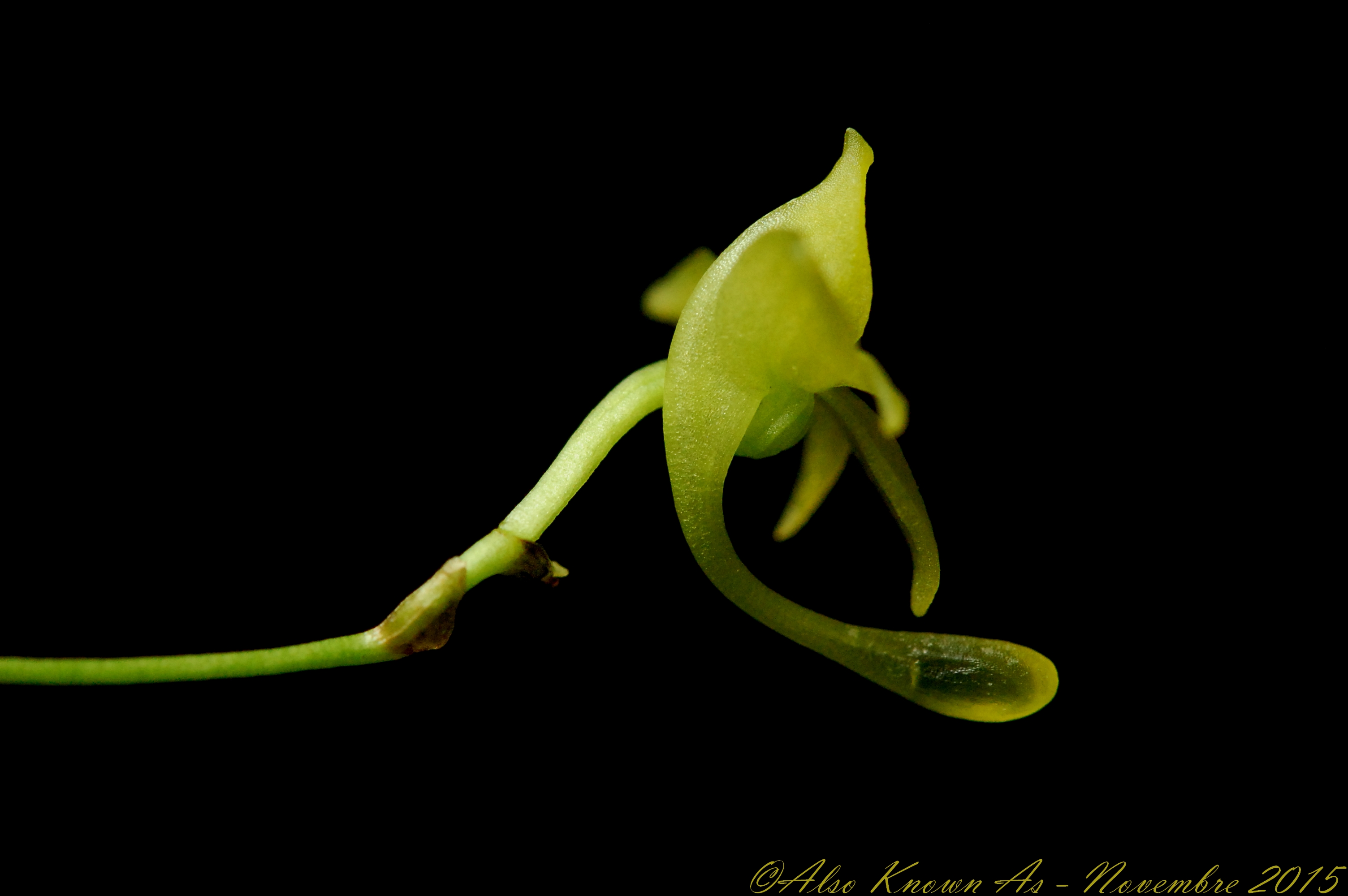 Angraecum ochraceum 751615DSC0076