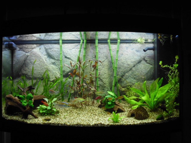 mini paludarium low tech dans ma cuisine, 100% récup' 751779HPIM0270