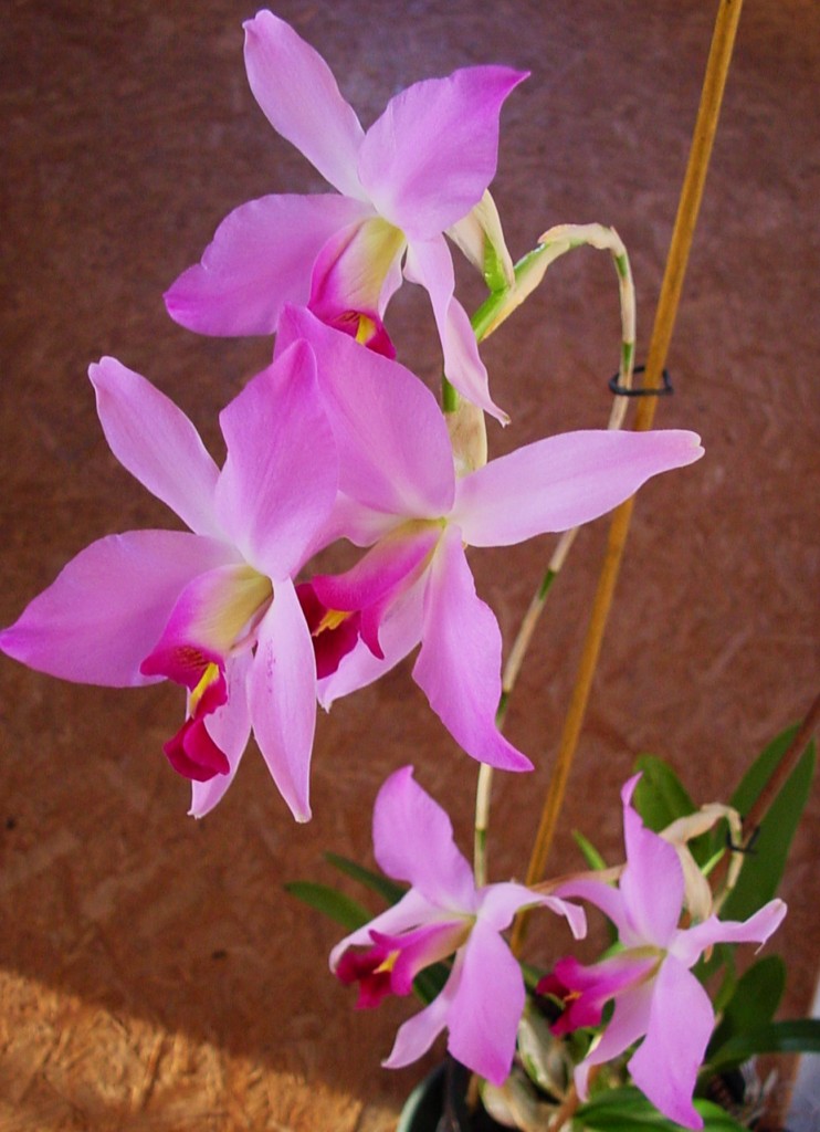 Laelia anceps subsp. dawsonii f. chilapensis (Guerrero) 751797DSC061261024x768