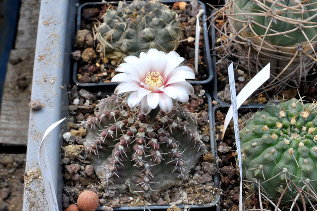 Gymnocalycium quehlianum 751862gymnoquehlianum001