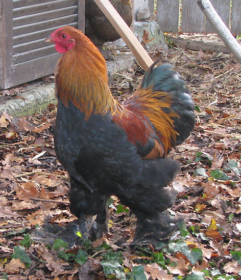 Nos poules d'ornement, des nouveaux P2 752622IMG1429