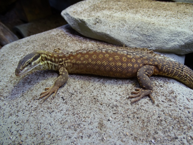 Chauffage [et UV] Varanus acanthurus - Page 4 753802DSC01968