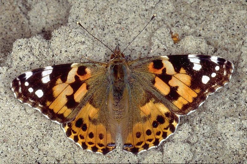 Animaux - Insectes - Papillons -Vanesse des perlières -Damier de la succise -+ autres (textes,photos) 756007800pxVanessacardui1