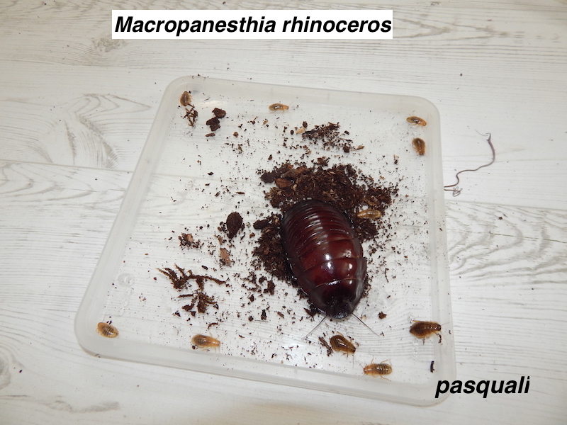 Macropanesthia rhinoceros. 757009DSCN4385