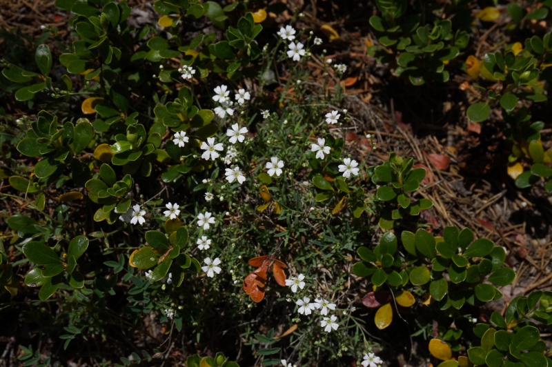 Pas de carni mais de jolies plantes alpines  758211DSC03391