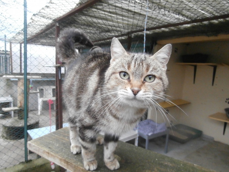 MINETTE (européenne tigrée marron) 758533P1303758