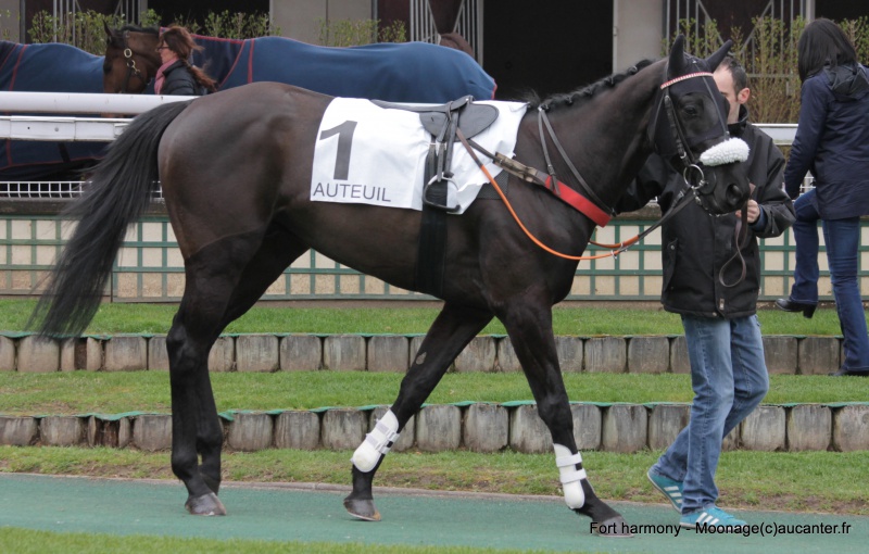 Photos Auteuil 2-04-2016 758587IMG9367