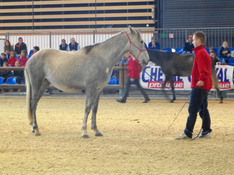 Présence barbe au Salon Equita (Lyon) 2013 759693DSC041941