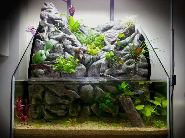 Suivis de la fabrication de mon premier paludarium! - Page 9 76061820150309183751bis