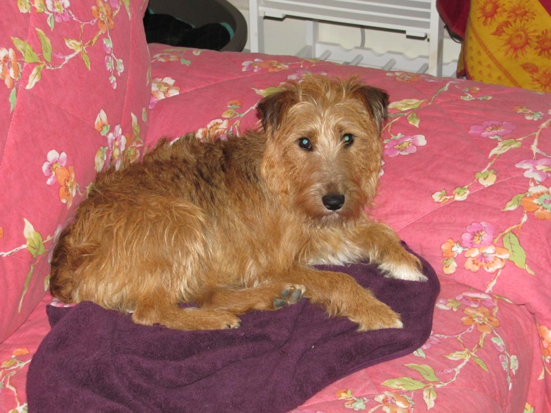 HABBY FOX TERRIER FEMELLE 11 MOIS LIMOGES 87 761011habby001