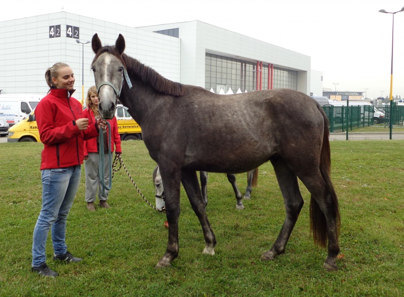 EQUITA LYON 2012. 31/10/12 au 04/11/12 !!!!! Y a du Barbe sur ce salon - Page 2 761398DSC010501