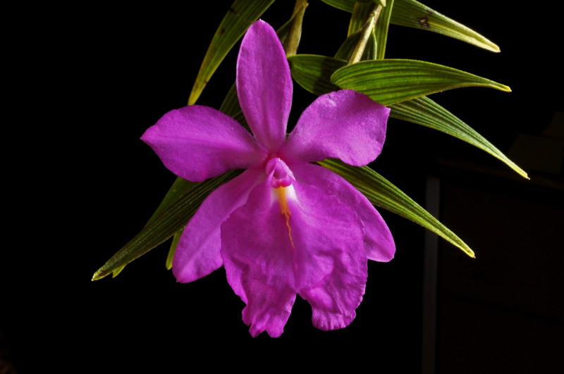 Sobralia callosa 762009Sobraliacallosa2